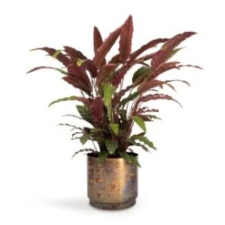 Calathea Rufibarba - Velvet Calathea -Indoor Plants Calathea rufibarba Velvet Calathea 19x70cm Minou Metal Plant Pots Set3 Copper Black e9671262 9e3e 4a72 ae6b 2fe42f0405cd
