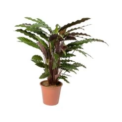 Calathea Rufibarba - Velvet Calathea -Indoor Plants Calathea rufibarba Velvet Calathea