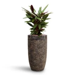 Luxe Lite Layer Partner Planter - Bronze -Indoor Plants Calathea rufibarba Velvet Calathea HydroCare Luxe Lite Layer Partner Planter Bronze b0df9dca 2ace 48d1 bca5 388205592022