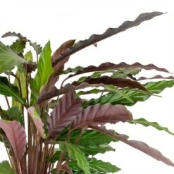 Calathea Rufibarba - Velvet Calathea -Indoor Plants Calathea rufibarba Velvet Calathea Leaves
