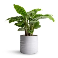 Hadleigh Plant Pot - White -Indoor Plants Calathea zebrina Zebra Plant 14x45cm Hadleigh Plant Pot White 17x15cm 47c5d1fe 6bb2 447b 85c6 c530e0c28e51
