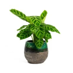Lindy Plant Pot - Black Green -Indoor Plants Calathea zebrina Zebra Plant Lindy Plant Pot Black Green