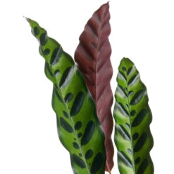 Calathea Lancifolia - Rattlesnake Plant -Indoor Plants Calathealancifolia RattlesnakePlant 1