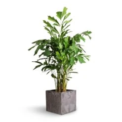 Caryota Mitis - Fish Tail Palm -Indoor Plants Caryota mitis Fish Tail Palm 21x100cm Maud Artstone Plant Pot Grey 32x32x29cm