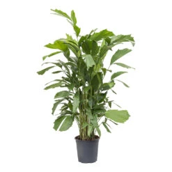 Caryota Mitis - Fish Tail Palm -Indoor Plants Caryota mitis Fish Tail Palm 24cm