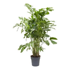 Caryota Mitis - Fish Tail Palm -Indoor Plants Caryota mitis Fish Tail Palm 27cm