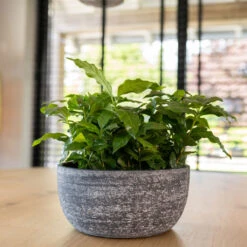 Cas Plant Bowl - Anthracite -Indoor Plants CasPlantBowl Anthracite 1