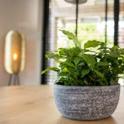 Indoor Plants -Indoor Plants CasPlantBowl Anthracite 2