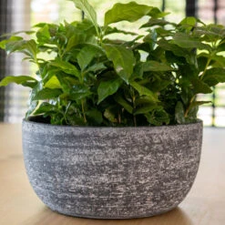 Cas Plant Bowl - Anthracite -Indoor Plants CasPlantBowl Anthracite 3
