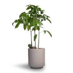 Suzi Plant Pot - Grey Washed -Indoor Plants Castanospermum australe Moreton Bay Chestnut 12x45cm Suzi Plant Pot Grey Washed 15x16 1