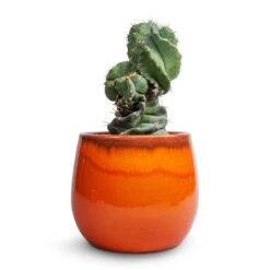 Charlotte Plant Pot - Orange -Indoor Plants Cereus forbesii spiralis Spiralled Cereus 10x20cm Charlotte Plant Pot Orange 19x16cm