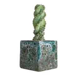 Lava Cube Relic Planter - Jade -Indoor Plants Cereus forbesii spiralis Spiralled Cereus 10x20cm Lava Cube Relic Planter Jade 16x16x16cm 2564e3c7 fdce 4a45 811d 52553f00acc2