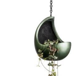 Ceropegia Woodii - String Of Hearts -Indoor Plants Ceropegia woodii String of Hearts 11x20cm Gradient Hanging Cocoon Matt Forest 20x24cm 47f66540 db3f 44d0 886c 976ff4766e2f