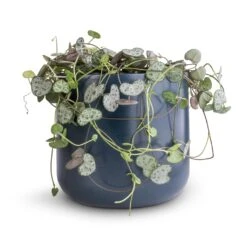 Ceropegia Woodii - String Of Hearts -Indoor Plants Ceropegia woodii String of Hearts 12x25cm no hanger Lisbon Plant Pot Navy 13x13cm