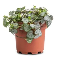 Ceropegia Woodii - String Of Hearts -Indoor Plants Ceropegia woodii String of Hearts 12x25cm no hanger 3a3af313 125a 49d0 862c b0d9b0edeab8