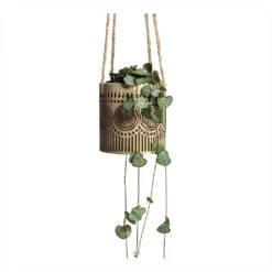 Ceropegia Woodii - String Of Hearts -Indoor Plants Ceropegia woodii String of Hearts 8x20cm no hanger Syb Hanging Planters Set of 2 Gold