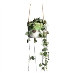 Ceropegia Woodii - String Of Hearts -Indoor Plants Ceropegia woodii String of Hearts 8x20cm no hanger Wave Hanging Indoor Pot