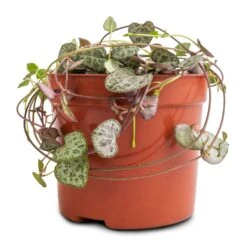 Ceropegia Woodii - String Of Hearts -Indoor Plants Ceropegia woodii String of Hearts 8x20cm no hanger