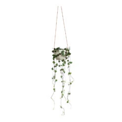Ceropegia Woodii - String Of Hearts -Indoor Plants Ceropegia woodii String of Hearts Dot Hanging Indoor Pot