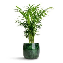 Babet Plant Pot - Pine -Indoor Plants Chamaedorea elegans Parlour Palm 12x40cm Babet Plant Pot Pine 14x12cm