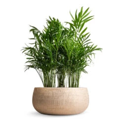 Indoor Plants -Indoor Plants Chamaedorea elegans Parlour Palm 12x40cm multi Ryan Plant Bowl Sand Gold 28x13cm