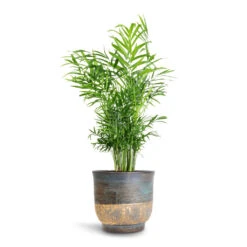 Aico Plant Pot - Shiny Blue -Indoor Plants Chamaedorea elegans Parlour Palm 17x60cm Aico Plant Pot Shiny Blue 22x20cm 84a0fdd1 aeb1 4901 9e78 1b8df009c117