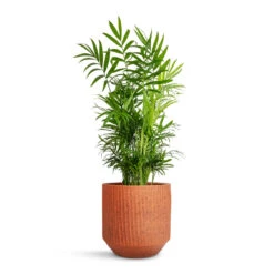 Solento Plant Pot - Terracotta Speckle 9 Solento Plant Pot - Terracotta Speckle -Indoor Plants Chamaedorea elegans Parlour Palm 17x60cm Solento Plant Pot Terracotta Speckle 20x18.5cm