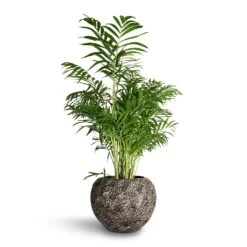 Luxe Lite Moon Globe Planter - Bronze 18 Luxe Lite Moon Globe Planter - Bronze -Indoor Plants Chamaedorea elegans Parlour Palm 20x100cm Luxe Lite Moon Globe Planter Bronze 33x24cm