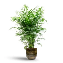 Sanna Plant Pot - Savanna -Indoor Plants Chamaedorea elegans Parlour Palm 20x100cm Sanna Plant Pot Savanna 25x23cm 99bdcfa8 358c 404b ac1a fd6ee3adfccc