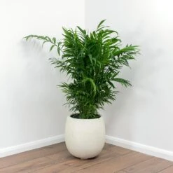 Grigio Balloon Plant Pot - Antique White Concrete -Indoor Plants Chamaedorea elegans Parlour Palm Balloon Plant Pot White Concrete c6a82d51 22ab 426d 9e54 d695d3bdf83d