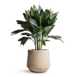 Dune Darcy Planter - Oat 15 Dune Darcy Planter - Oat -Indoor Plants Chamaedorea metallica Metallic Palm 21x70cm Dune Darcy Planter Oat 30x26cm bd14912e a3de 42bf a8cb bcbd604a8a38
