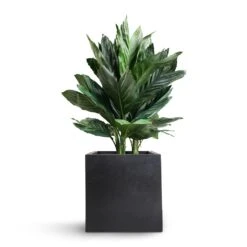 Fleur Natural Planter - Black -Indoor Plants Chamaedorea metallica Metallic Palm 21x70cm Fleur Natural Planter Black 25x25x25cm