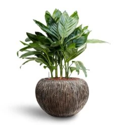 Luxe Lite Waterfall Globe Planter - Bronze -Indoor Plants Chamaedorea metallica Metallic Palm Hydroculture Luxe Lite Waterfall Globe Planter Bronze