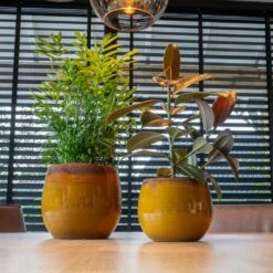 Charlotte Plant Pot - Spiced Ochre 15 Charlotte Plant Pot - Spiced Ochre -Indoor Plants Charlotte Plant Pot Ochre 2