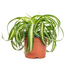 Chlorophytum Bonnie - Curly Spider Plant -Indoor Plants Chlorophytum Bonnie Curly Spider Plant 12x25cm 2