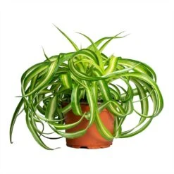 Chlorophytum Bonnie - Curly Spider Plant -Indoor Plants Chlorophytum Bonnie Curly Spider Plant 12x25cm