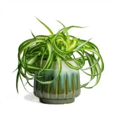 Chlorophytum Bonnie - Curly Spider Plant -Indoor Plants Chlorophytum Bonnie Curly Spider Plant 12x25cm Alice Plant Pot Ocean 15x14cm