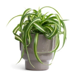 Chlorophytum Bonnie - Curly Spider Plant -Indoor Plants Chlorophytum Bonnie Curly Spider Plant 12x25cm Aries Handles Plant Pot Charcoal 14x15cm 342136f2 ed6c 4efd 8f6c c55d02a5d88e