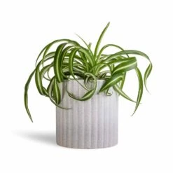Azalea Ribbed Plant Pot - Speckled Grey Stone 14 Azalea Ribbed Plant Pot - Speckled Grey Stone -Indoor Plants Chlorophytum Bonnie Curly Spider Plant 12x25cm Azalea Ribbed Plant Pot Speckled Grey Stone 15x15cm