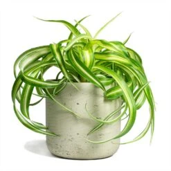 Chlorophytum Bonnie - Curly Spider Plant -Indoor Plants Chlorophytum Bonnie Curly Spider Plant 12x25cm Charlie Plant Pot Grey Washed 15x15cm