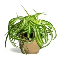 Chlorophytum Bonnie - Curly Spider Plant -Indoor Plants Chlorophytum Bonnie Curly Spider Plant 12x25cm Sven Plant Pot Gold 15x12cm