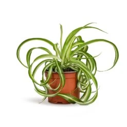 Chlorophytum Bonnie - Curly Spider Plant -Indoor Plants Chlorophytum Bonnie Curly Spider Plant 12x25cm 515a39d4 9d1f 44ed bee0 bc89328bd39b