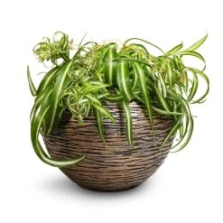 Luxe Lite Wrinkle Globe Planter - Bronze -Indoor Plants Chlorophytum Bonnie Curly Spider Plant 20x50cm Luxe Lite Wrinkle Globe Planter Bronze 33x24cm
