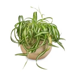 Ryan Plant Pot - Sand Gold -Indoor Plants Chlorophytum Bonnie Curly Spider Plant 20x50cm Ryan Plant Pot Sand Gold 26x26cm