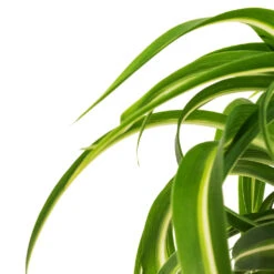 Chlorophytum Bonnie - Curly Spider Plant -Indoor Plants Chlorophytum Bonnie Curly Spider Plant DETAIL 2