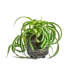 Chlorophytum Bonnie - Curly Spider Plant -Indoor Plants Chlorophytum Bonnie Curly Spider Plant Denise Plant Pot Blue Bronze