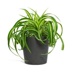 Mini Bucket Plant Pot - Black Washed 12 Mini Bucket Plant Pot - Black Washed -Indoor Plants Chlorophytum Bonnie Curly Spider Plant Mini Bucket Plant Pot Black Washed