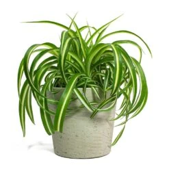 Chlorophytum Bonnie - Curly Spider Plant -Indoor Plants Chlorophytum Bonnie Curly Spider Plant Mini Bucket Plant Pot Grey Washed 44eb0987 37e1 43bb 8493 fcf4ddb826e4