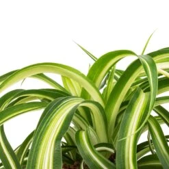 Chlorophytum Bonnie - Curly Spider Plant -Indoor Plants Chlorophytum Bonnie Curly Spider Plant SWATCH 330a72e9 cff4 4436 93a2 50f10d1b4e97