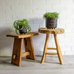 Chlorophytum Bonnie - Curly Spider Plant -Indoor Plants Chlorophytum Bonnie Curly Spider Plant Senecio Himalaya Himalaya Groundsel Denise Plant Pot Blue Bronze 9820570b 671f 4573 872a fe253f0dd6da